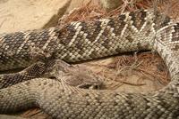 Image of: Crotalus adamanteus (eastern diamondback rattlesnake)