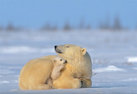 Photo: A three-month-old polar bear cub finds comfort in its mother's warmth
