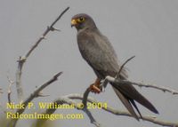 Sooty Falcon - Falco concolor