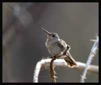 Buffy Hummingbird - Leucippus fallax