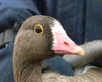...a world record!), but also one Lesser whitefronted goose Anser    erythropus.