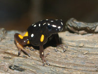 : Adelphobates castaneoticus; Brazil-nut Poison Dart Frog