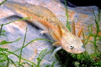 : Ambystoma tigrinum; Tiger Salamander