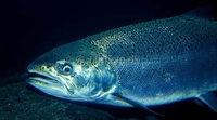 King Salmon / Chinook Oncorhynchus tshawytscha