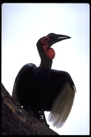 : Bucorvus leadbeateri; Southern Ground Hornbill