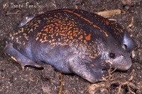 : Rhinophrynus dorsalis; Burrowing Toad