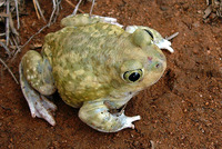 : Scaphiopus couchii; Couch's Spadefoot Toad