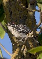 : Picoides nuttallii; Nuttall's Woodpecker (male)