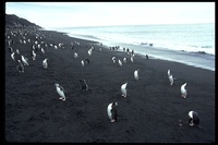 : Pygoscelis antarctica; Chinstrap Penguin