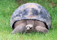 : Geochelone gigantia; Aldabra Tortoise