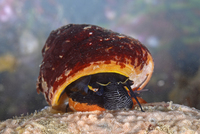 : Chlorostoma brunnea; Brown Turban Snail