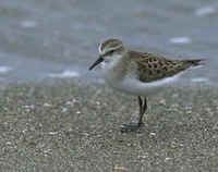 A Red-necked Stint in Japan
