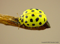 Psyllobora vigintiduopunctata - 22-spot Ladybird