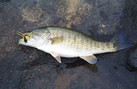 Micropterus coosae, Redeye bass: gamefish
