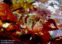Chirolophis nugator, Mosshead warbonnet: aquarium