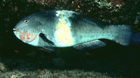 Calotomus zonarchus, Yellowbar parrot: aquarium