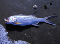 Polydactylus quadrifilis, Giant African threadfin: fisheries, gamefish