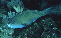 Scarus festivus, Festive parrotfish: fisheries