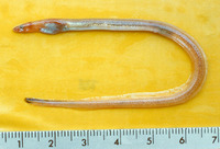 Pseudomyrophis micropinna, Smallfin worm-eel: