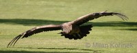 Vultur gryphus - Andean Condor