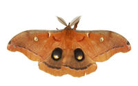 Image of: Antheraea polyphemus (polyphemus moth)