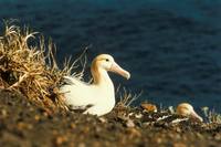 Phoebastria albatrus - Short-tailed Albatross