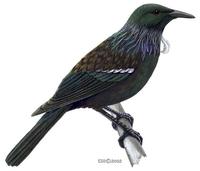 Image of: Prosthemadera novaeseelandiae (Tui;parson bird)