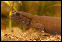 : Hynobius leechii quelpartensis; Northeastern China Hynobiid Salamander