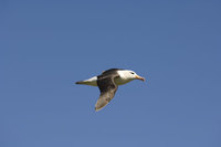: Thalassarche chrysostoma; Black-browed Albatross