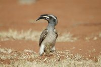: Tockus nasutus; African Grey Hornbill