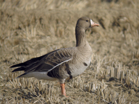 쇠기러기 Anser albifrons | white-fronted goose
