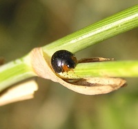 Exochomus nigromaculatus