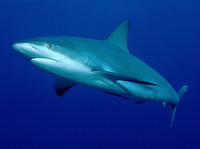 Carcharhinus perezii, Caribbean reef shark: fisheries
