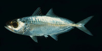 Trachurus indicus, Arabian scad: fisheries