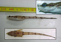 Aspidophoroides monopterygius, Alligatorfish: