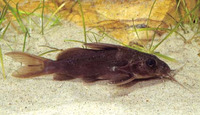 Synodontis batensoda, Upsidedown catfish: fisheries, aquarium