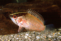 Polycentrus schomburgkii, Guyana leaffish: aquarium