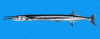 Tylosurus crocodilus fodiator, Mexican needlefish: fisheries, gamefish