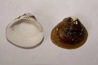 Corbicula fluminea - Asian clam