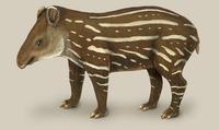 Image of: Tapirus terrestris (Brazilian tapir)