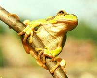 Hyla arborea - European Treefrog