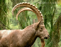 Capra sibirica - Siberian Ibex