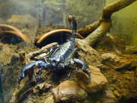 Pandinus Imperator – scorpion le plus fréquemment rencontré en captivité