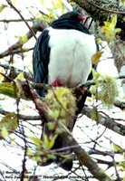 New Zealand Pigeon - Hemiphaga novaeseelandiae