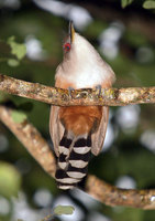 Puerto Rican Lizard-Cuckoo - Saurothera vieilloti