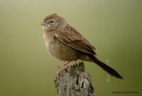 Botteri's Sparrow - Amophophila botteri