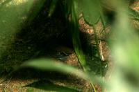 Mouse-colored  tapaculo   -   Scytalopus  speluncae   -