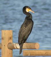 민물가마우지 Great Cormorant Phalacrocorax carbo