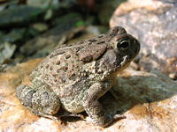 : Bufo fowleri; Fowler's Toad