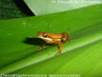 : Dendrophryniscus leucomystax; Lowland Tree Toad